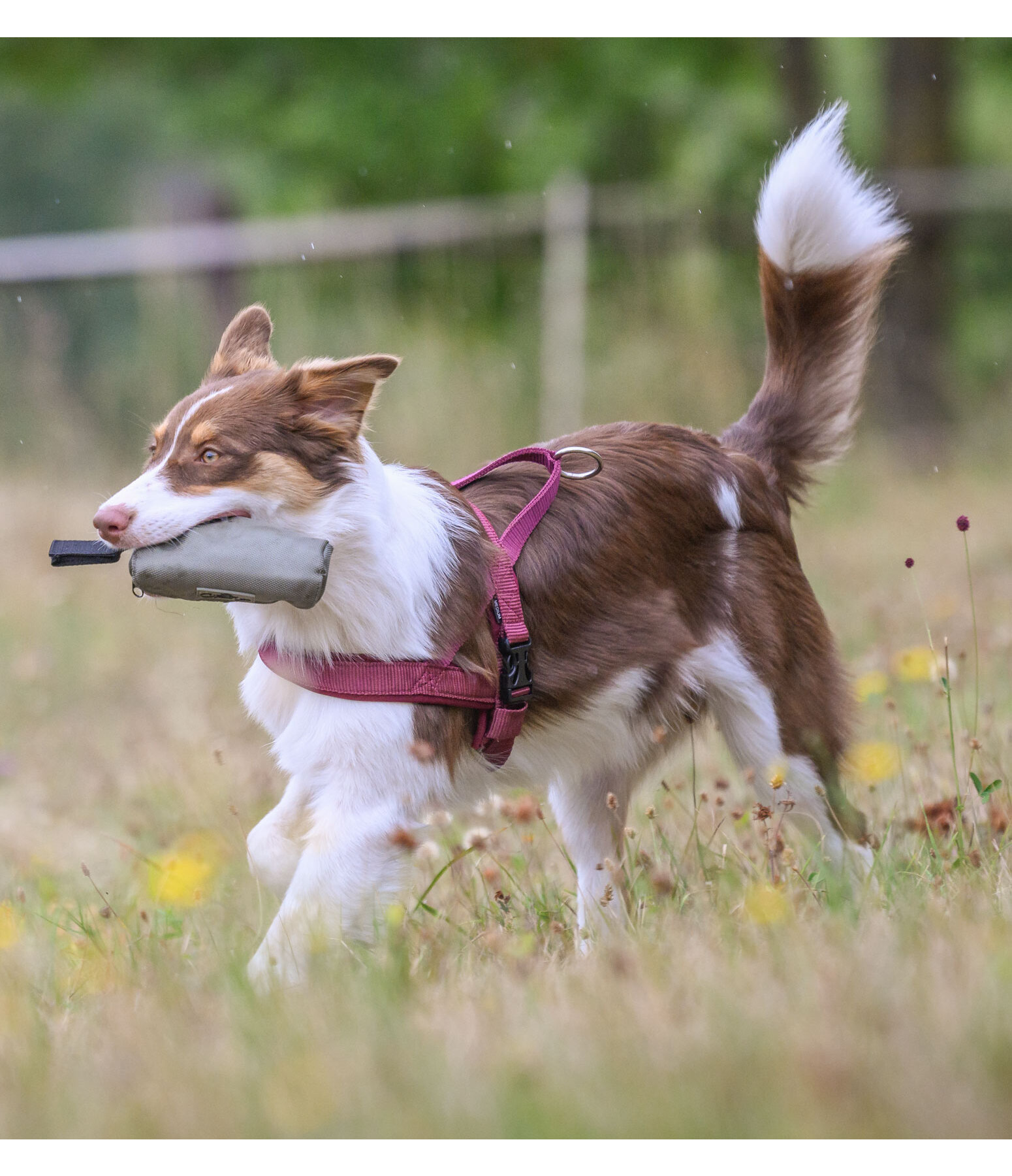 Dog Walking Bag Classic Line